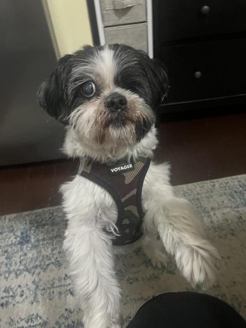 MC's beloved good boy